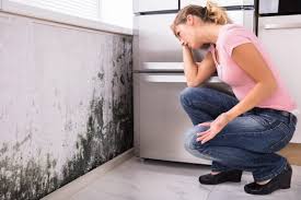 Why You Should Choose Our Mold Remediation Services in Clara City, MN